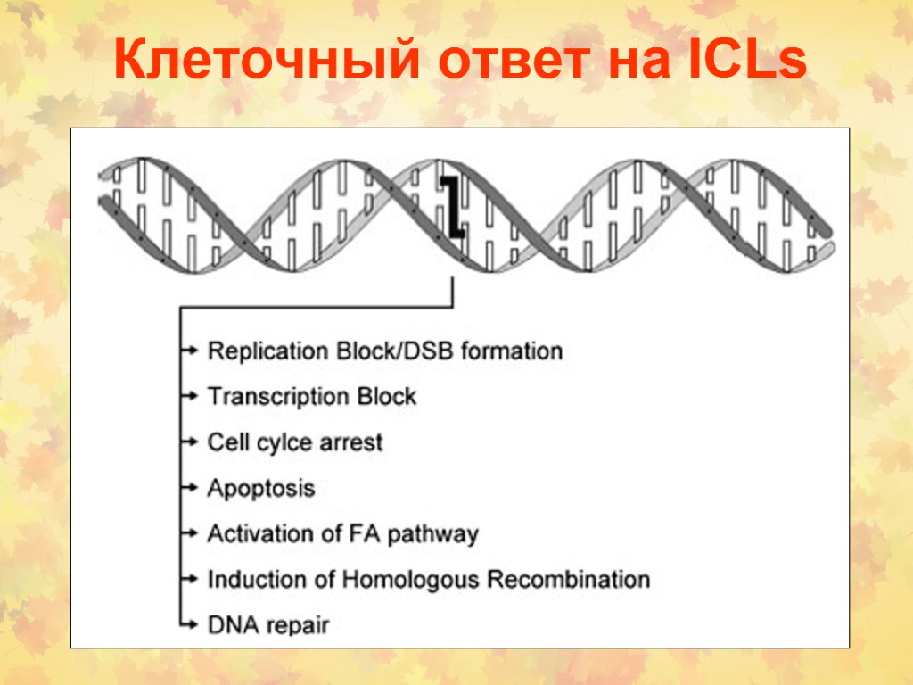 Клеточный ответ на ICLs